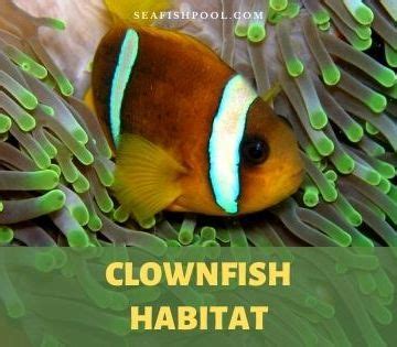 Clownfish Archives - SeaFish