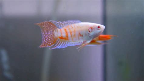 Albino Paradise Gourami Fish - Profile | Breed | Care - SeaFish