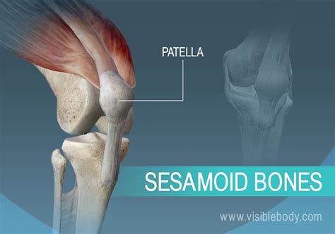 Types of Bones | Learn Skeleton Anatomy