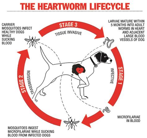 Heartworm - Casula Veterinary Hospital / Elizabeth Drive Veterinary Hospital