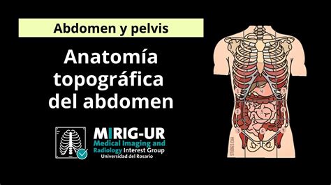 Suposiciones, suposiciones. Adivinar Búho Cuerpo anatomia topografica del abdomen Casco entrega ...