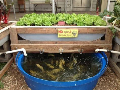 Aquaponic gardening, Aquaponics, Backyard aquaponics