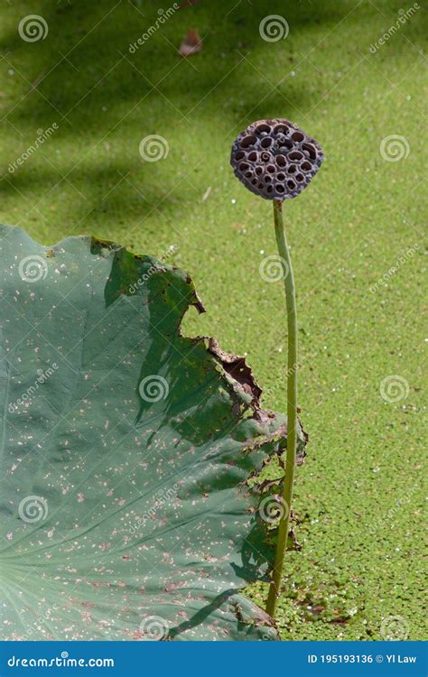 A Lotus Seed Head , Lotus Flower Head Stock Photo - Image of life, pink ...