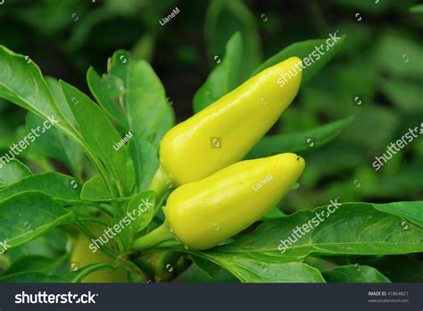 Paprika Plant Stock Photo 41864821 : Shutterstock