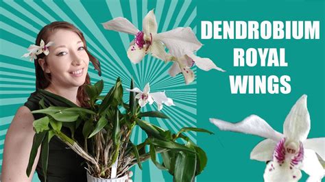 DENDROBIUM ORCHID CARE - DENDROBIUM Royal Wings! LATOURIA ORCHID CARE. Dendrobium Bloom Tips ...