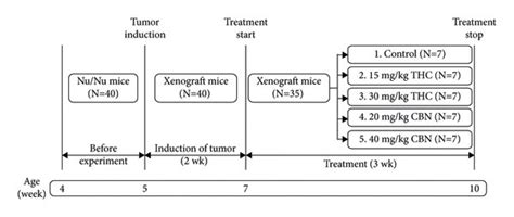 Schematic diagram of experimental design. | Download Scientific Diagram