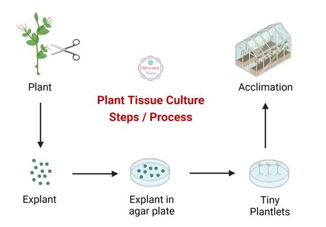 Plant Cell Culture