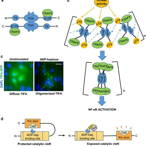 a Schematic representation of direct ADP-heptose-dependent (black bold... | Download Scientific ...