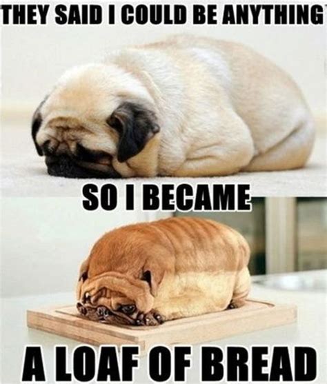 16 Pug Memes That Will Make You Cry Laughing! - Page 2 of 6 - PetTime