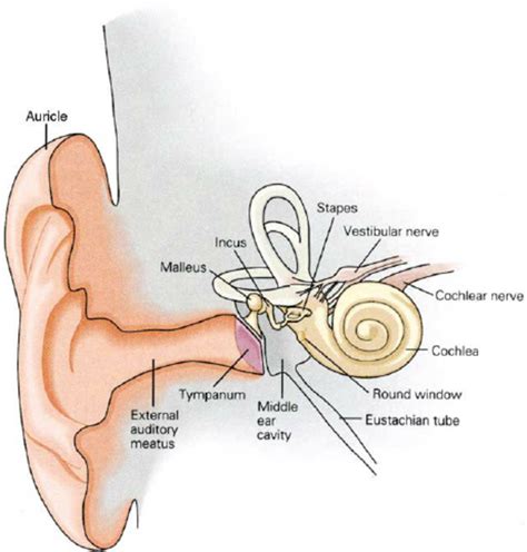 diagram: The structure of the human ear The external ear