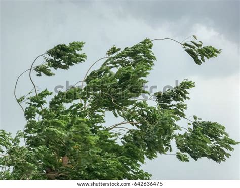 22,579 Wind Blowing Trees Images, Stock Photos & Vectors | Shutterstock