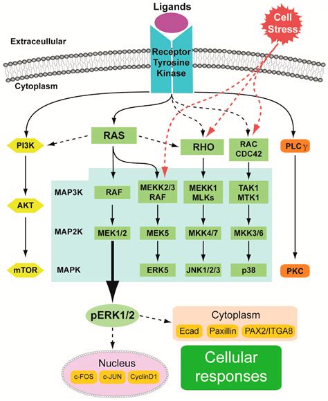 IJMS | Free Full-Text | MAPK/ERK Signaling in Regulation of Renal Differentiation