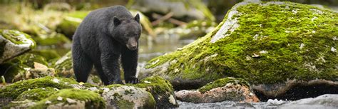 California Black Bear Hunting with SC2 Outdoors