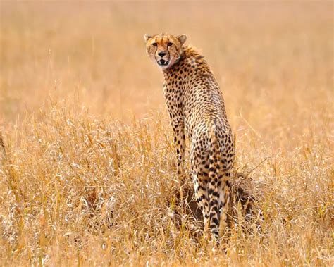 Cheetah - Facts, Diet, Habitat & Pictures on Animalia.bio