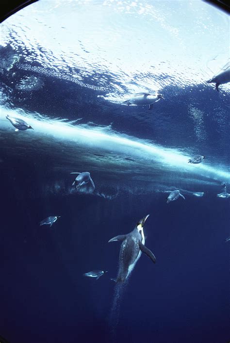 Emperor Penguins Swimming Underwater Photograph by Bill Curtsinger