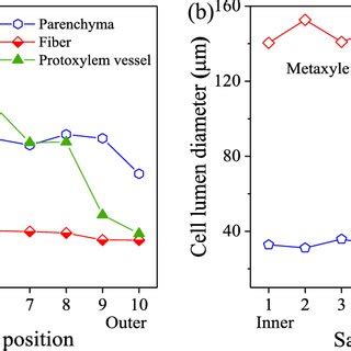 Lumen diameters of fibers, parenchyma, protoxylem vessels (a) and... | Download Scientific Diagram