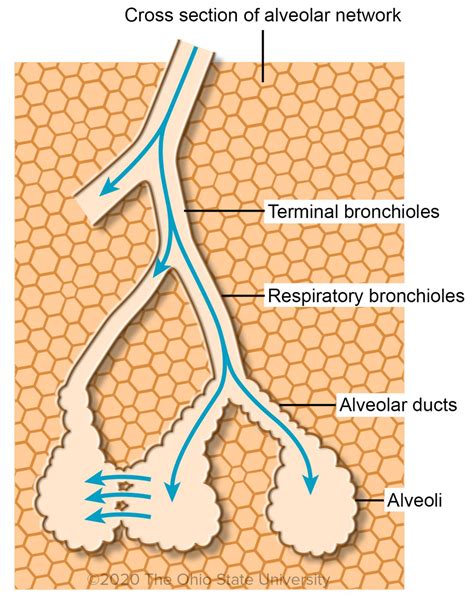 Air conduction: Terminal bronchioles, Respiratory bronchioles and Alveolar ducts – Veterinary ...