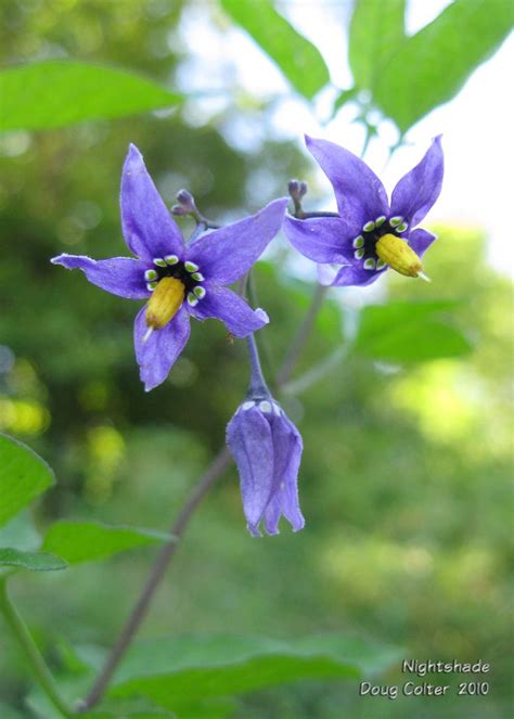 Nightshade (Solanum dulcamara) • Family: Nightshade (Solanaceae ...