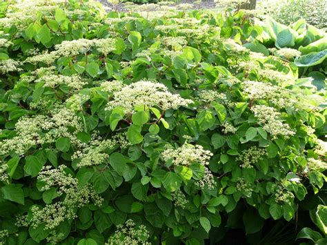 Viburnum dilatatum 'Oneida' (Oneida Viburnum) | North Carolina ...