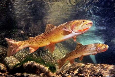 Yellowstone cutthroat trout - Alchetron, the free social encyclopedia