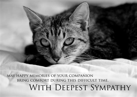 Pet Sympathy Card / Kitty Angel / Cat Loss Sympathy / Cat Memorial Card ...