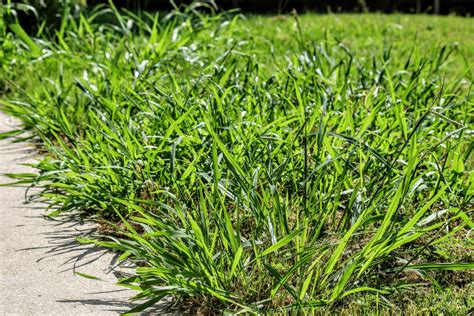 Sure-Fire Ways To Get Rid Of Crabgrass This Summer