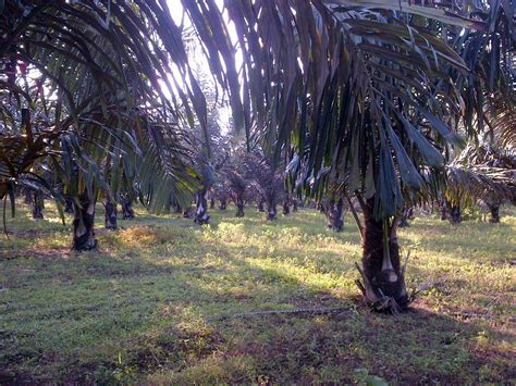 kebun aren: Foto-foto kebun Aren di Tobelo Halmahera Utara milik Pak John Lee