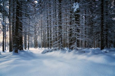 HD wallpaper: landscape photo of snowy forest, 6D, Canon, Harz, Winter ...