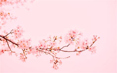 🔥 [26+] Pastel Cherry Blossom Wallpapers | WallpaperSafari