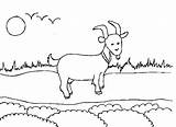 A Goat That Is Standing In The Grass With Clouds And Sun Behind It  sketch template
