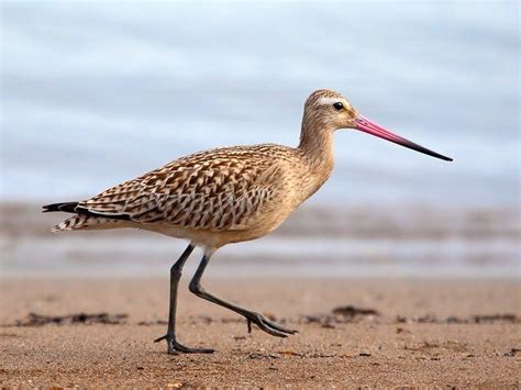 Alaskan to New Zealand in 11 Days: 'Jet Fighter' Bar-Tailed Godwit Breaks Flying Record