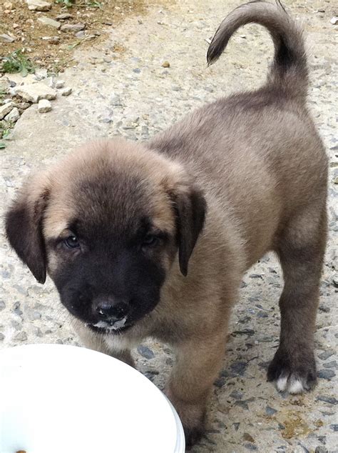 Kangal Dog Info, Varieties, Care, Training, Pictures