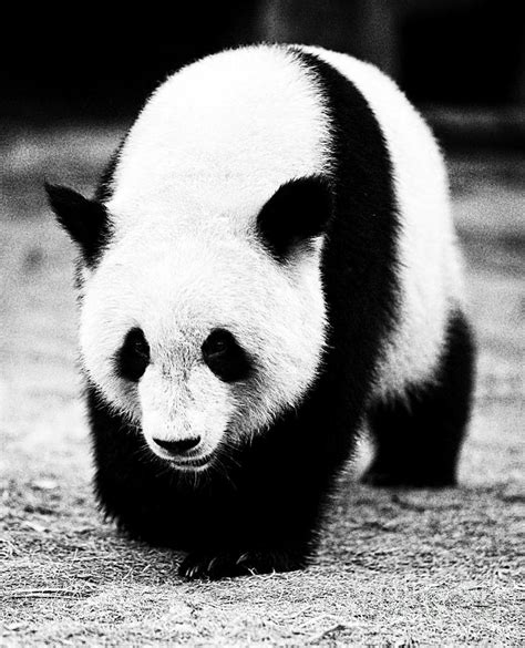 Beautiful Panda Black And White 10 Photograph by Boon Mee - Pixels