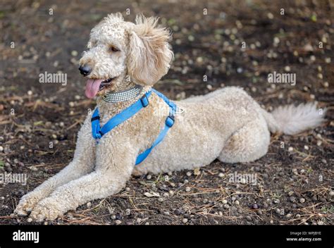 Lab cross breed hi-res stock photography and images - Alamy