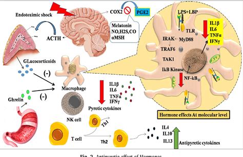 Figure 1 from Comprehensive biology of antipyretic pathways. | Semantic Scholar