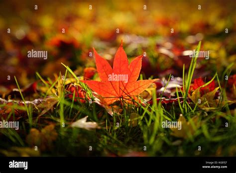 Japanese Fall Foliage Stock Photo - Alamy