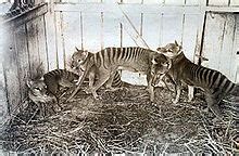 Thylacine - Wikipedia