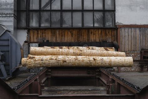 A Pile of Logs Lie on a Forest Platform, a Sawmill. Processing of Timber at the Sawmill. Stock ...