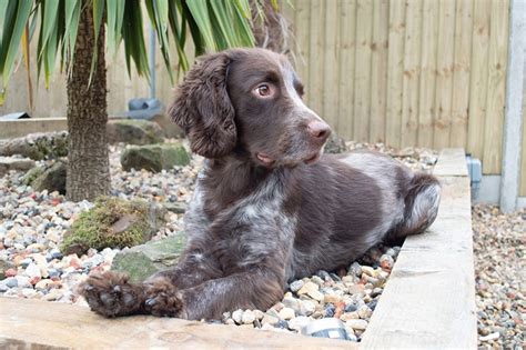 7 Great Cocker Spaniel Haircuts You Can Try Today (With Pictures) – Dogster