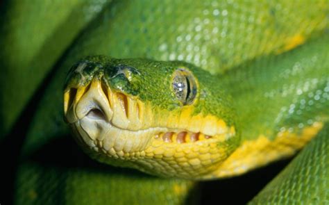 Do Christians Believe in Talking Snakes? : Strange Notions