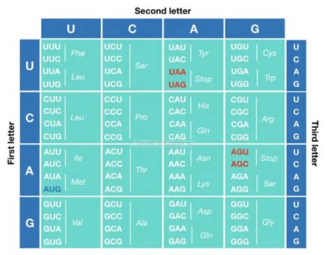 What is The Genetic Code?- Definition, Properties, Chart and Table – Genetic Education