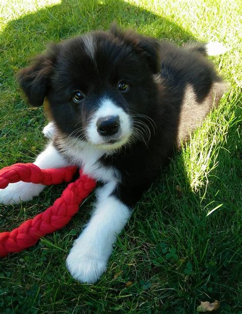 4527 best images about border collies on Pinterest | Sheep dogs, Dog ...