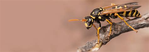 Wasp Identification In Jacksonville, FL | Lindsey Pest Services