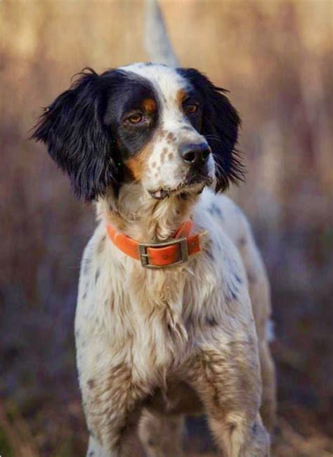 Tricolor field-type English Setter on the hunt for quail. | English setter dogs, Dog life ...