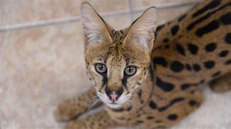 serval cat full size - Alfreda Rosen