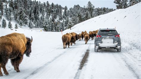 Yellowstone National Park Photography - Pursuits with Enterprise | Enterprise Rent-A-Car