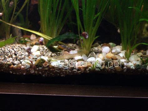 Types of aquarium gravel, instructions and forums