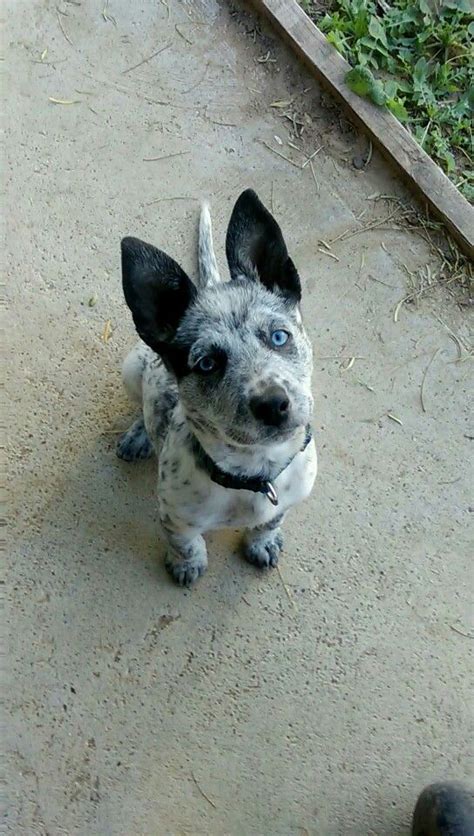 Full Grown Alaskan Malamute Blue Heeler Mix - Pets Lovers