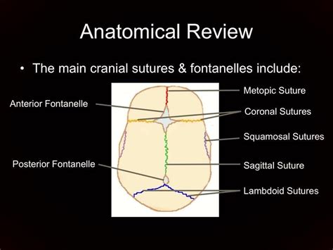 Cranial sutures. Check out Nurses Rock! on Facebook for more! www ...