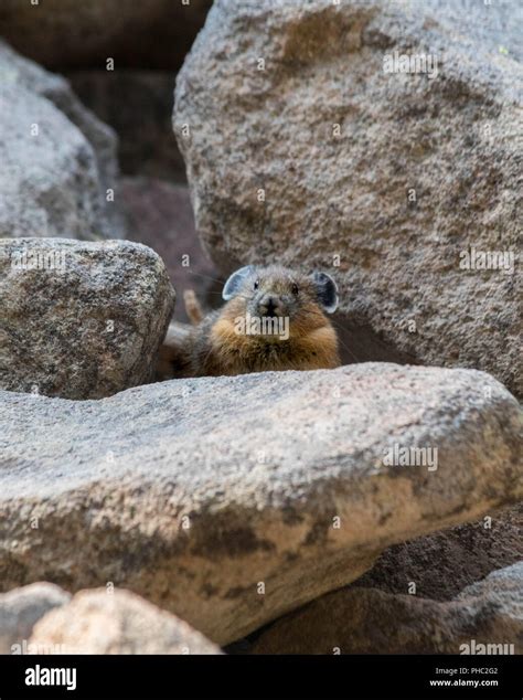 A young American pika keeps an eye out for predators on a rocky slope Stock Photo - Alamy